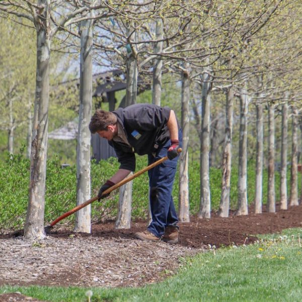 Man working with rake on a row of trees in a spring orchard, enhancing soil quality.